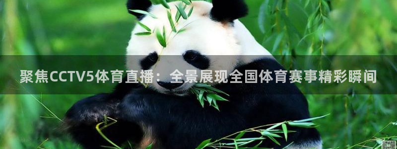 360足球比赛直播网站：聚焦CCTV5体育直播：全景展现全国体育赛事精彩瞬间